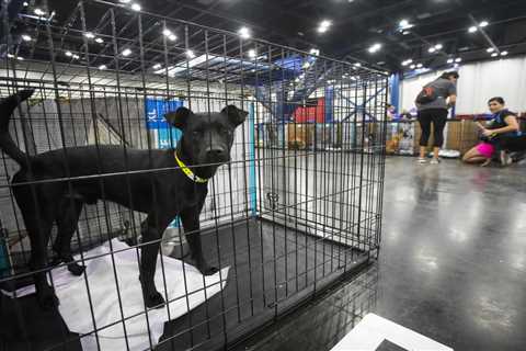 Galveston Island Humane Society surpasses critical capacity