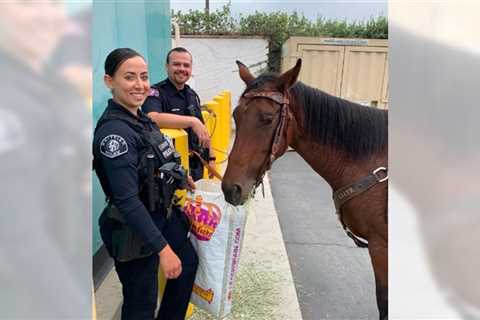 Horseback rider ‘galloping through traffic’ in Whittier apprehended on suspicion of DUI