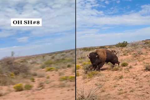 Watch: Texas Hiker Gets Charged and Gored by Bison