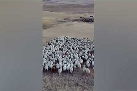 Drone Used to Herd Sheep in Incredible Footage