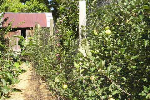 Northern Nevada backyards and gardens: Fruit tree tips from Michael’s Apples | Carson City Nevada..