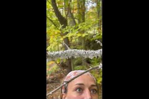 Hundreds of tiny white bugs on tree branch look like cotton