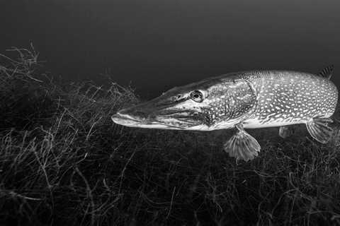 There Should Be Horror Movies About Pike and Muskies