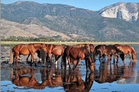 Carson City Photo Club shooters express ‘reflections’ in monthly competition | Carson City Nevada..