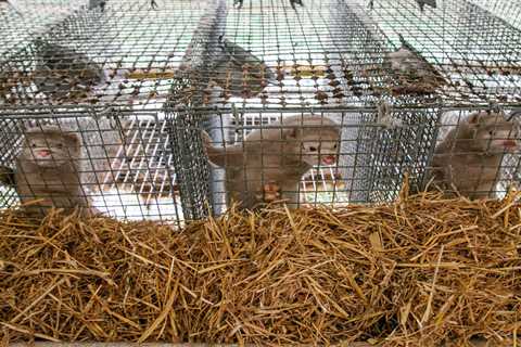 Thousands of Mink Are Causing Mayhem in Ohio After Being Sprung from a Farm