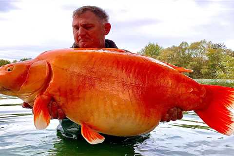 Is This the Biggest “Goldfish” Ever Caught?