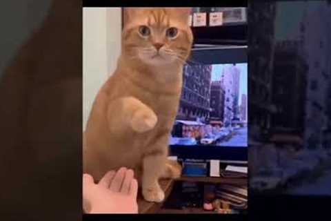 Funny dogs and cats,#shorts #viralvideo Viral video, MUST WATCH!!!!