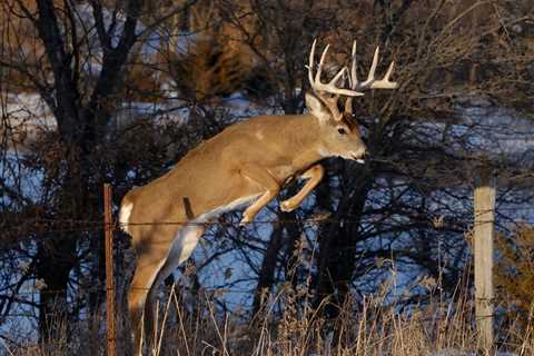 85 Late Season Deer Hunting Tips to Save Your Season