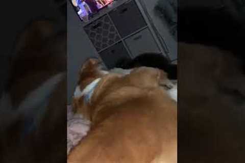 Dog pushes cat off bed to get better view of TV