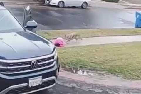 Coyote attacks toddler, tries to drag her away in viral video