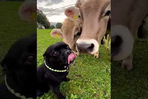 Staffordshire bullterrier bonds with cows