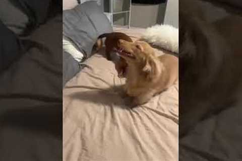 Dachshund has uncontrollable sneezing fit