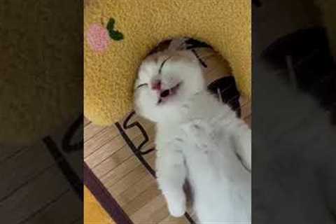 Top Funny Cute Cats Viral Clips😹|| Best #funny Cats #shorts Video😂|| #trending #animals #reels