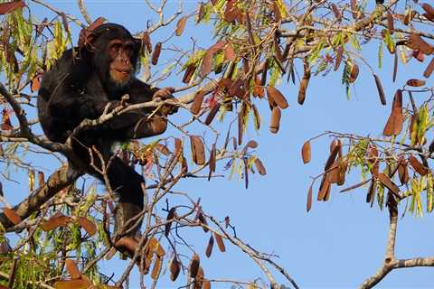 Foraging in trees might have pushed human ancestors to walk on two feet