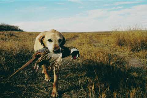 A Lesson from the Bird Dog Who Turned Me Into a Hunter