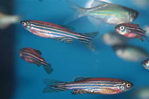 A primitive part of the zebrafish brain helps them find their way home