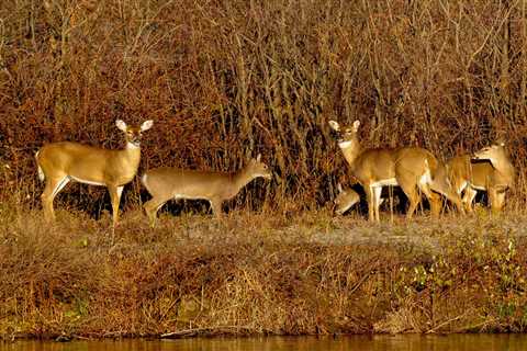 Funding for Chronic Wasting Disease Research and Other Conservation Efforts  Included in $1.7..