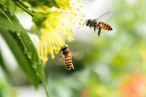 General Mills invests in 'precision pollination' startup - Food Business News