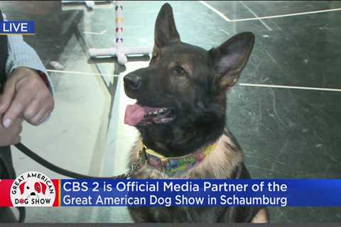 Previewing the Great American Dog Show in Schaumburg