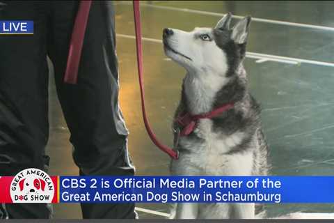 Great American Dog Show returning to Chicago area