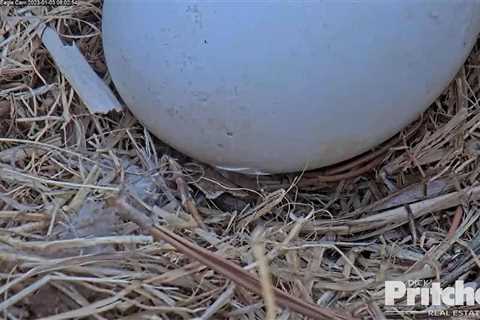 Southwest Florida eagle eggs could hatch any day;  pip seen on one egg