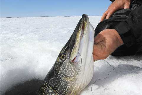 Ice Fishing for Pike: Tips & Tactics for Catching Giant Northerns