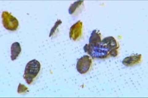 Exterminator company Orkin names NYC 2nd in top 50 ‘bed bug cities’