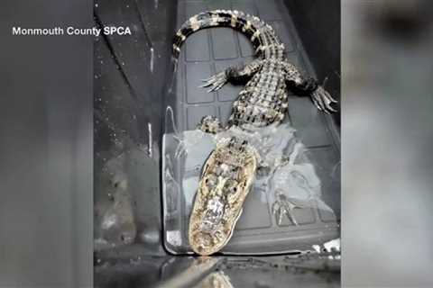 ‘Deserted’ alligator discovered in plastic container on uninhabited lot in New Jersey