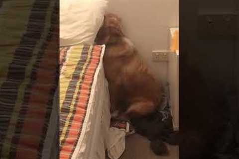 Guilty dog tries to hides after ripping owners pillow