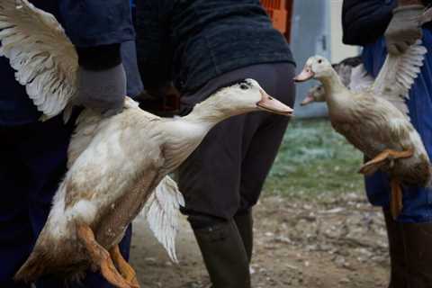 New York City Sues New York State Over Botched Foie Gras Ban