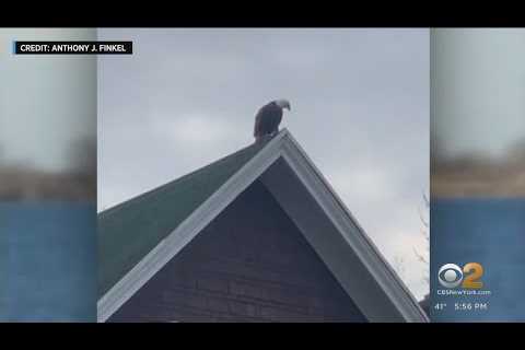 Pair of American bald eagles spotted nesting in Brooklyn