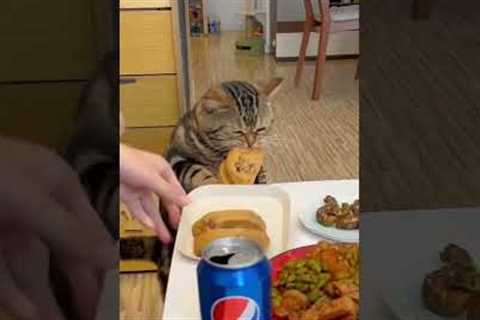 Grumpy cat decides owners food is his!