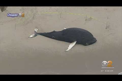 Necropsy today for beached whale on Long Island