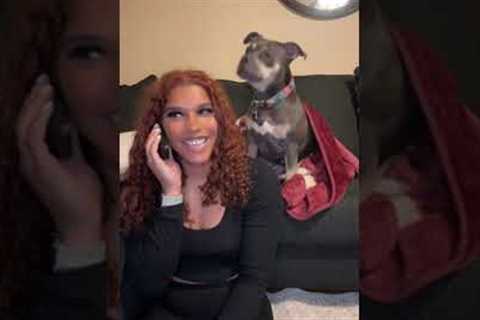 Woman plays hilarious prank on her dog #shorts