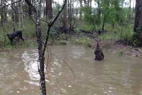 Tense moment kangaroo tries to drown curious dog