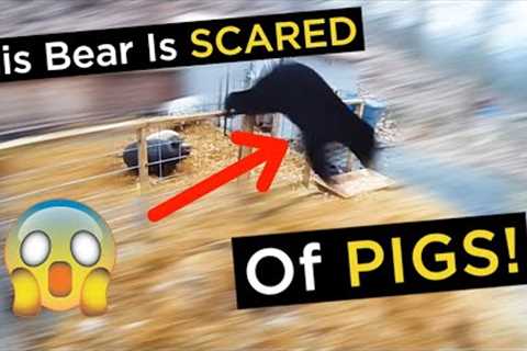 Wild Black Bear Tries To Eat Pigs | Wild Bear vs Pigs