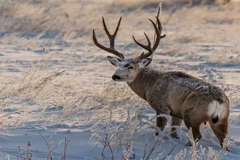 The Biggest Threats to Mule Deer