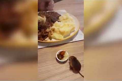 Harvest mouse eats mini versions of owners meals