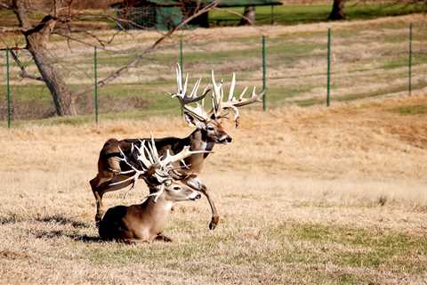 In the War Against CWD, Deer Breeders in Texas Are Being Cast as Both the Enemy and the Answer