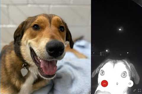 Lost dog finds her way back to former shelter, rings doorbell for help