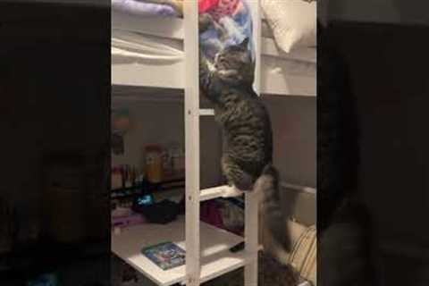 Miso the cat climbs bunk bed ladder to cuddle with her little human!