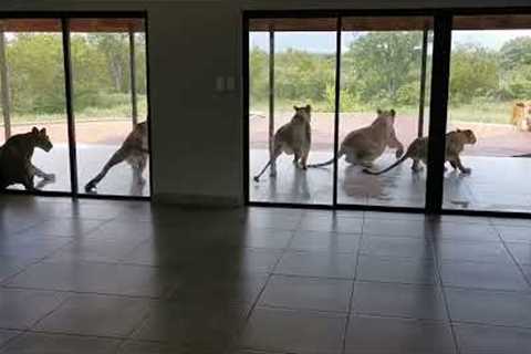 Family shocked after finding a pride of lions relaxing on their veranda.