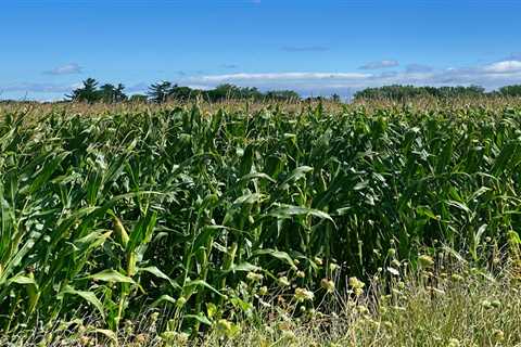 Ethanol touted at U.S. Senate hearing for possible national clean fuels standard ⋆