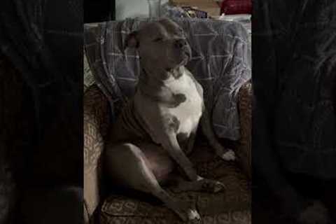 Adorable Pitbull Tries Staying Awake on Armchair!