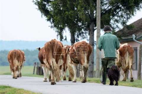 Fewer and fewer livestock and poultry in the southeast of Serbia – •