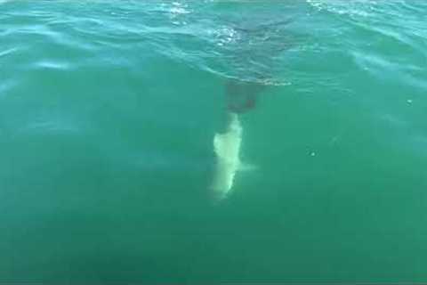 Shark swims up and eats ANOTHER SHARK!