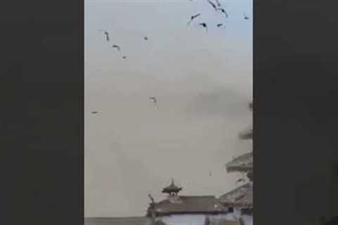 Birds Scatter During An Earthquake In Nepal