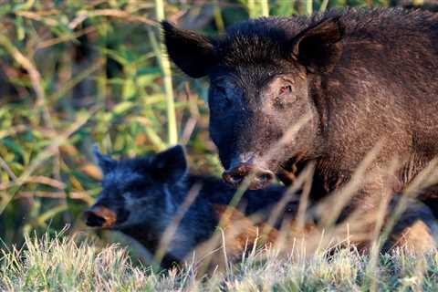 Canadian 'super pigs' set to spread disease and damage the environment in the US, expert warns