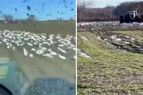 Watch an Arkansas Farmer Deliberately Disc a Spread of Snow Goose Decoys