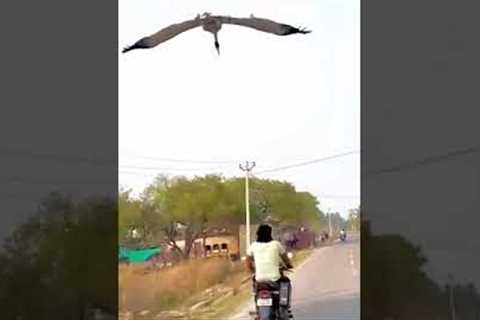 Man forms unlikely friendship with a stork he rescued